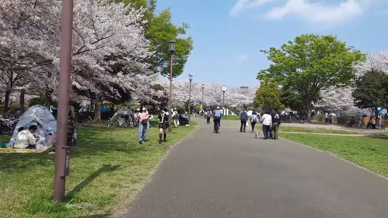 Japan Cherry Blossom Festival 2023 in Tokyo - Park