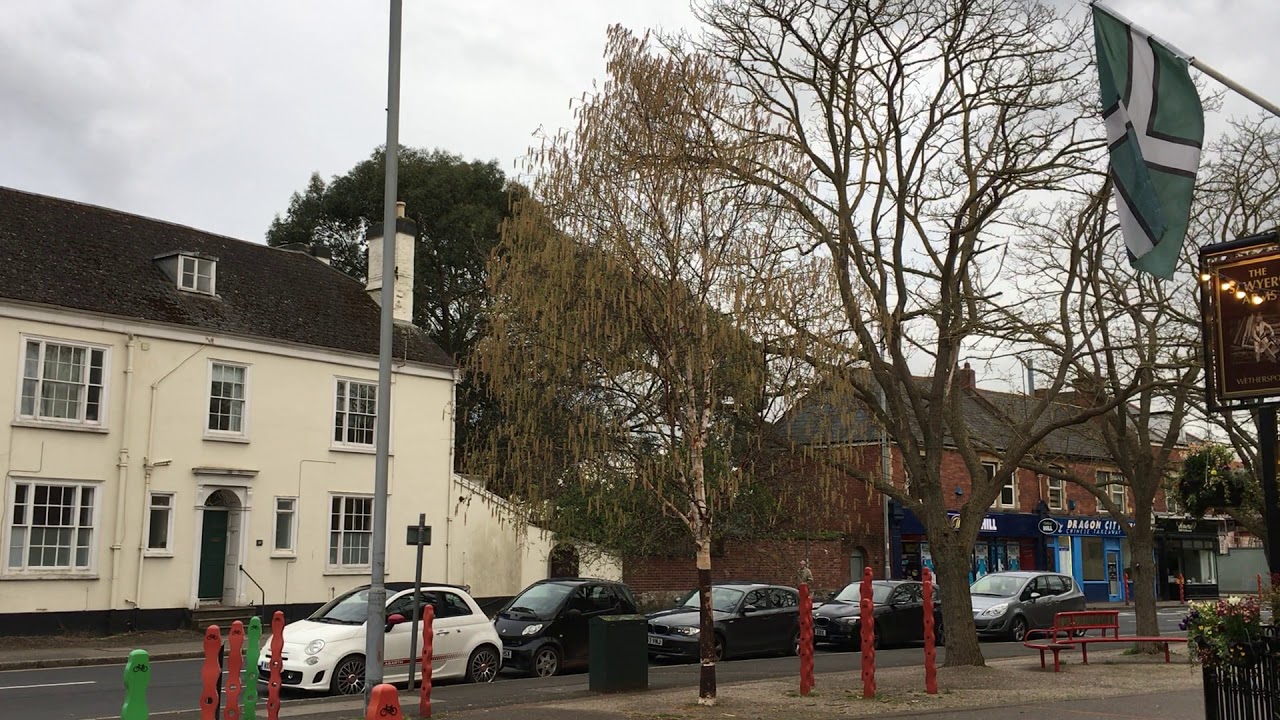 Downy Birch (Betula pubescens) - tree - April 2018