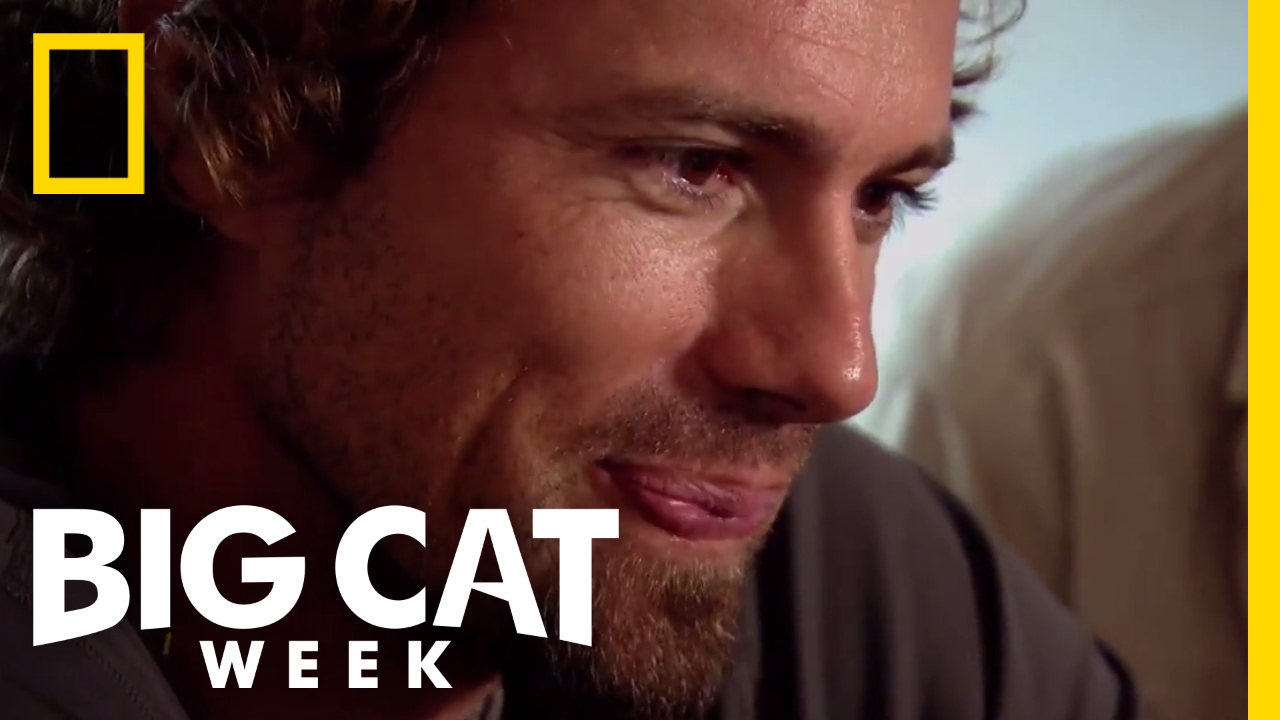 What Big Cat Week Means | Big Cat Week