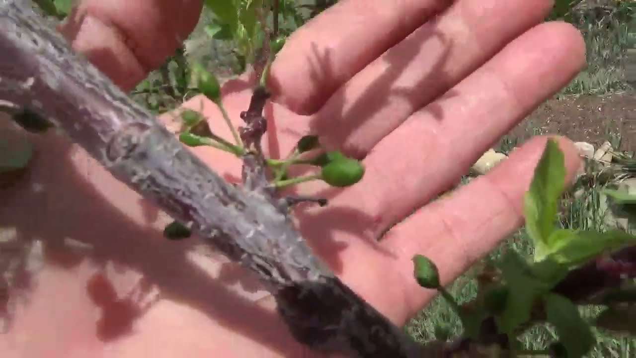 3Canyons Late Spring Walkabout - Purple Mountain Spinach (Orach) - Geothermal Greenhouse Tour