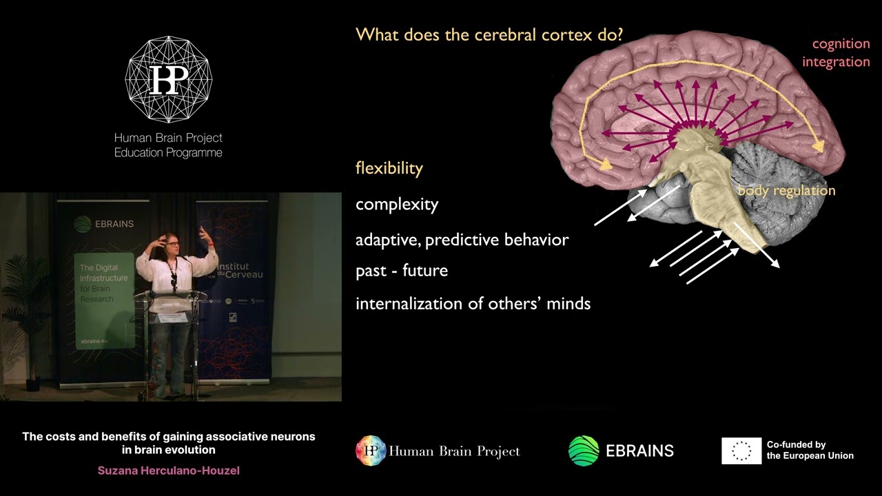 Suzana Herculano-Houzel - The costs and benefits of gaining associative neurons in brain evolution