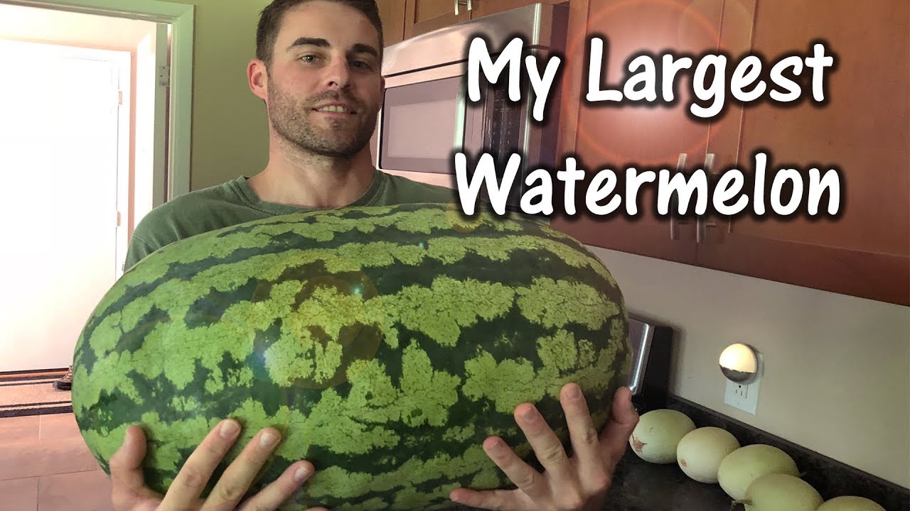 Measuring and Weighing My Largest Melon (2018 Carolina Cross)