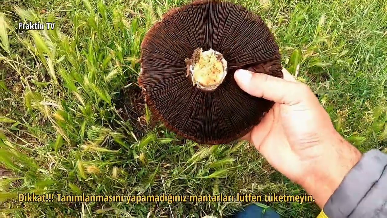 Develi Dağlarında Mantar 🍄 Avımız
