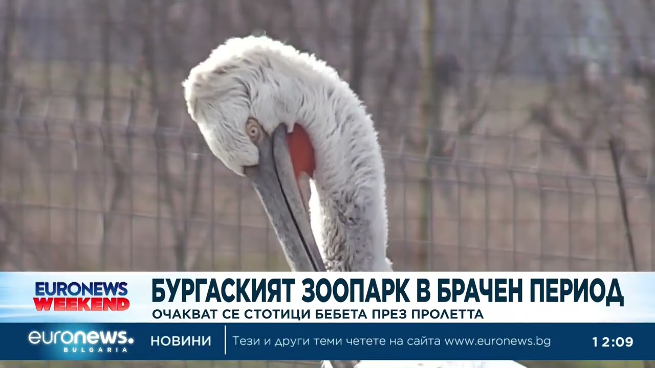 Бургаският зоопарк в брачен период – очакват се стотици бебета през пролетта