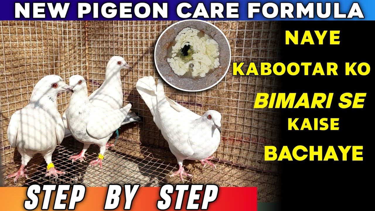 New Pigeon Care Formula In 2023 | Naye Kabootar Ko Bimari Se Kaise Bachaye