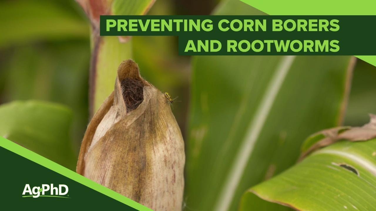 Corn Borers and Rootworms #1072 (Air Date 10-21-18)