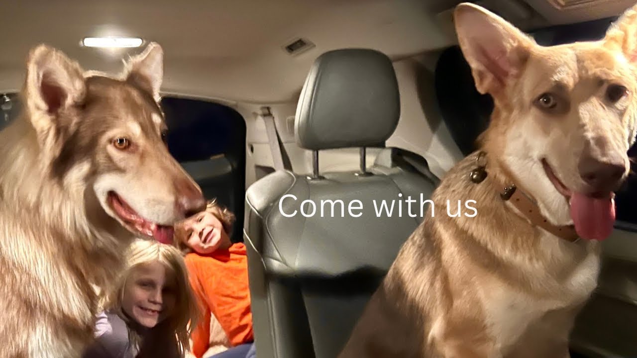 Come With Us 🤍🐾