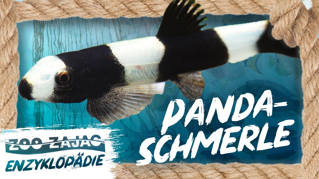 PANDAS im AQUARIUM | FISCHENZYKLOPÄDIE | Zoo Zajac