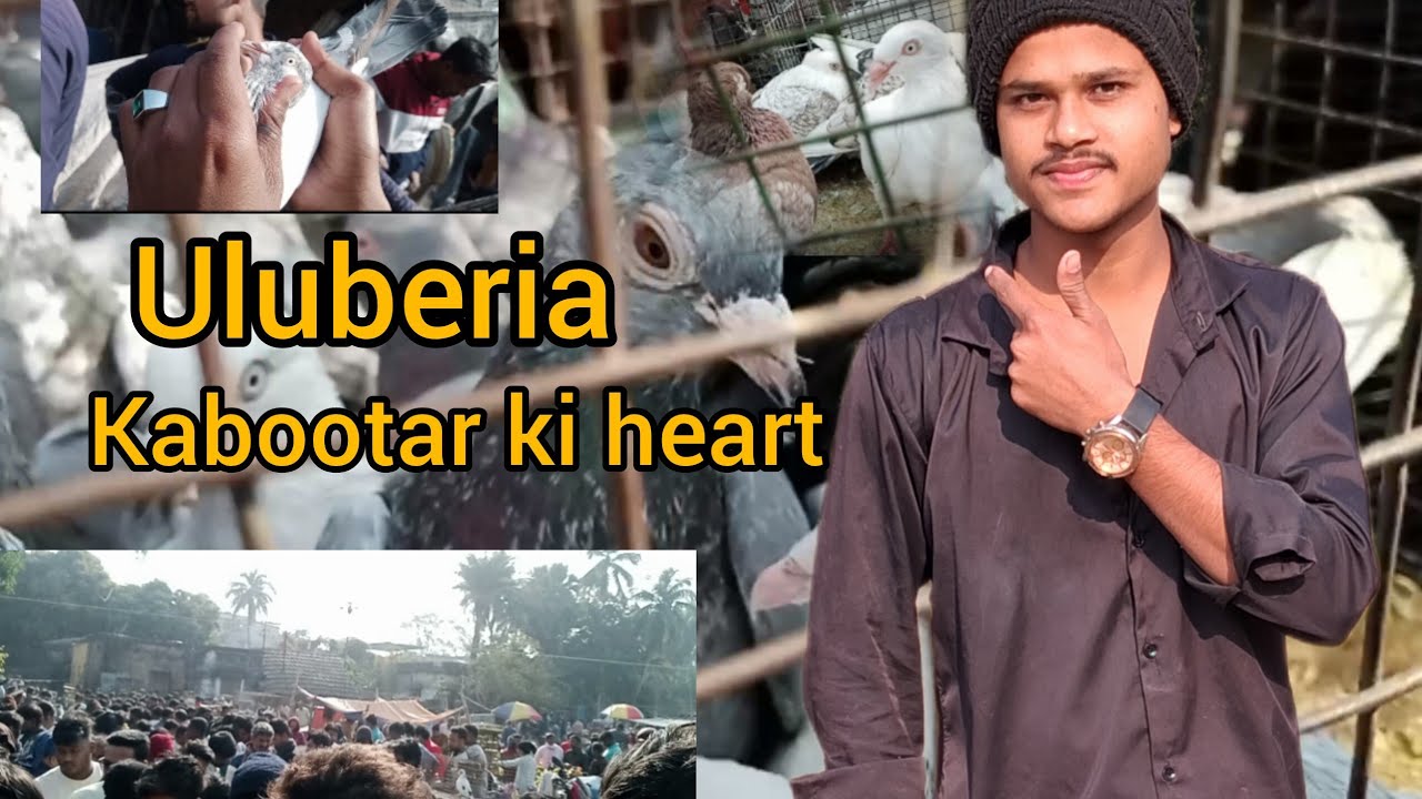 Uluberia kabutar hat#kabutar #kabootar #birds #kabootarba #kabutar #kabootar #kabootar # long video