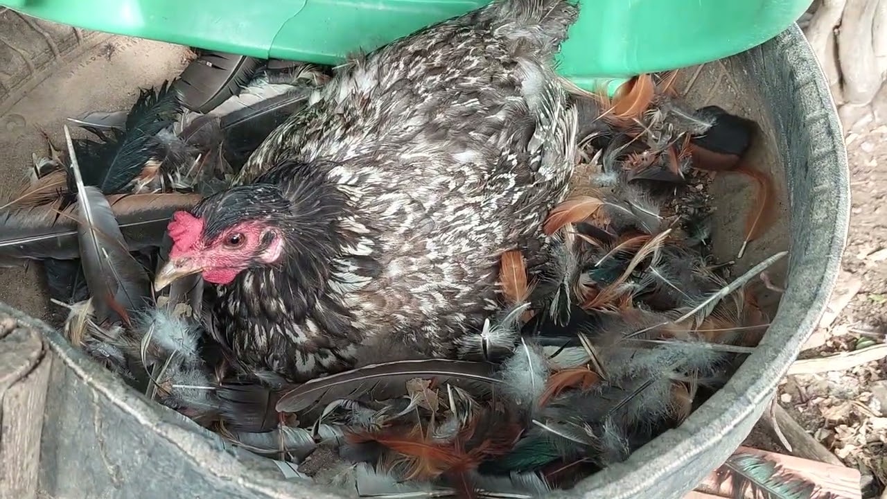 O pé de chanpo de 1950 real 1945 eu acredito 