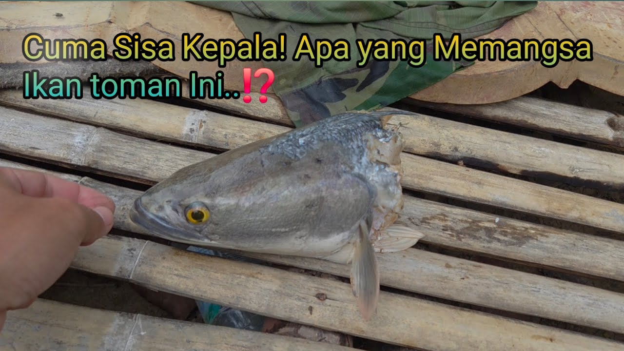 Cuma Sisa Kepala! Apa yang Memangsa Ikan toman Ini..⁉️Menikmati Ketenangan Sungai.