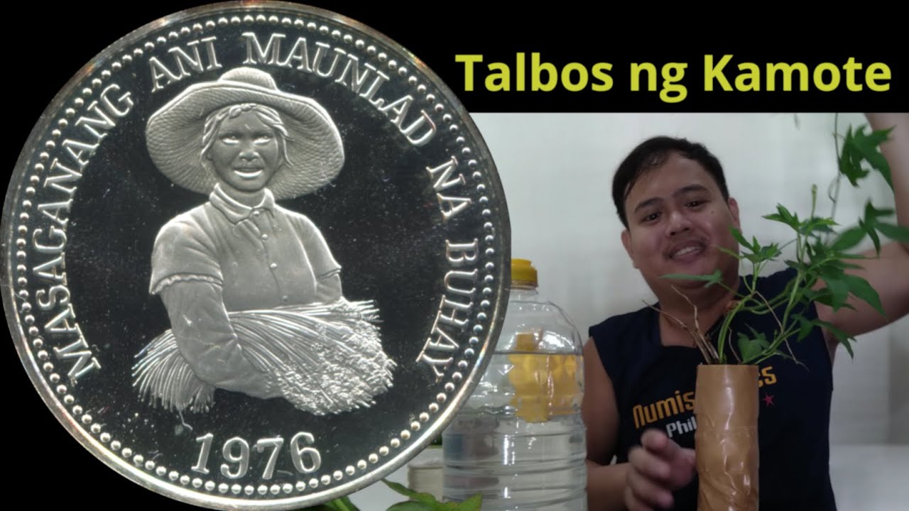 Pano Magparami ng Talbos ng Kamote (Snap Hydroponics) - Masaganang Ani Maunlad na Buhay Series