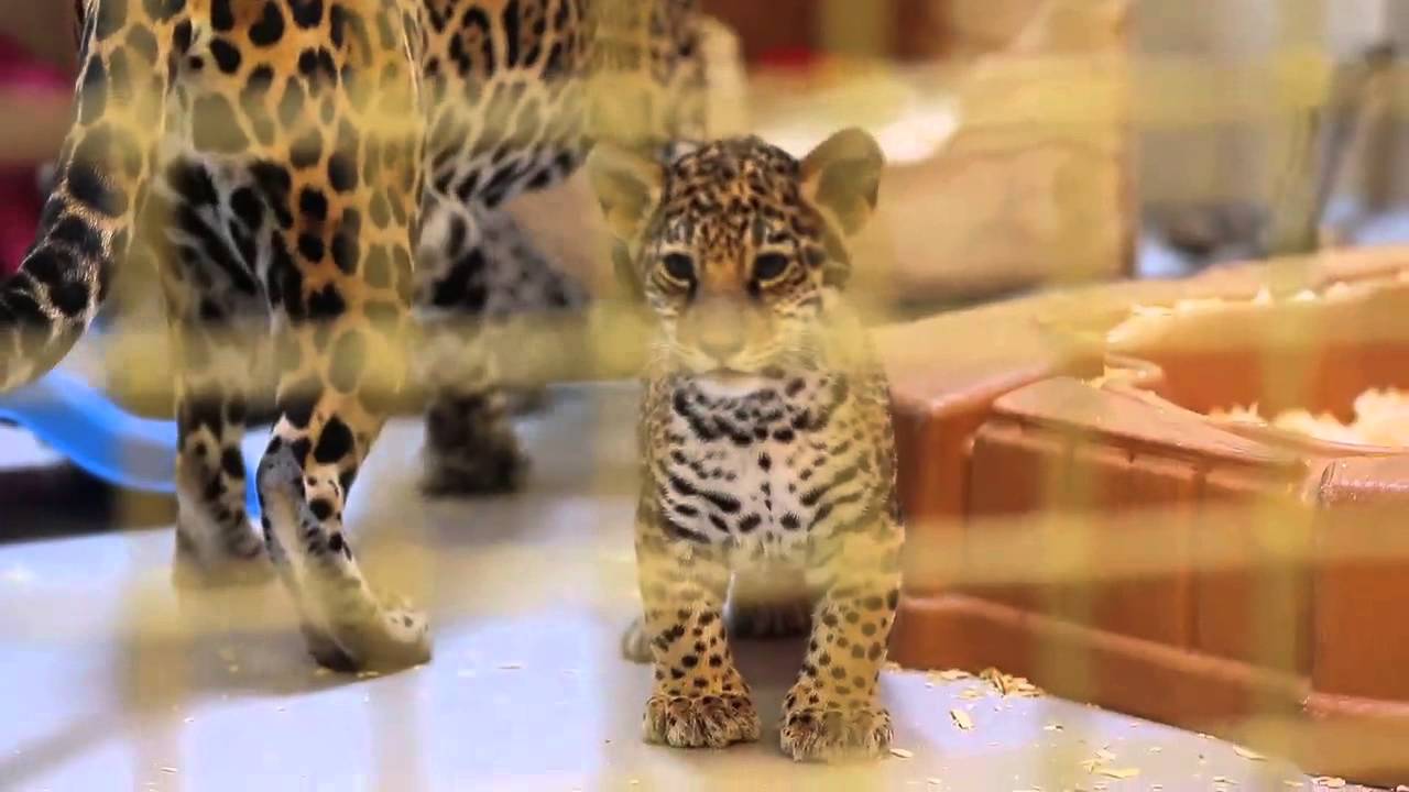 Raw video: Baby Jaguar cubs zoo debut!