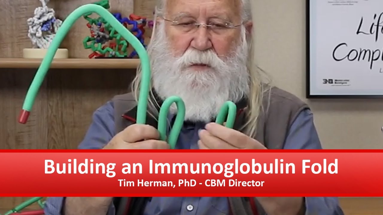 Building an Immunoglobulin Fold