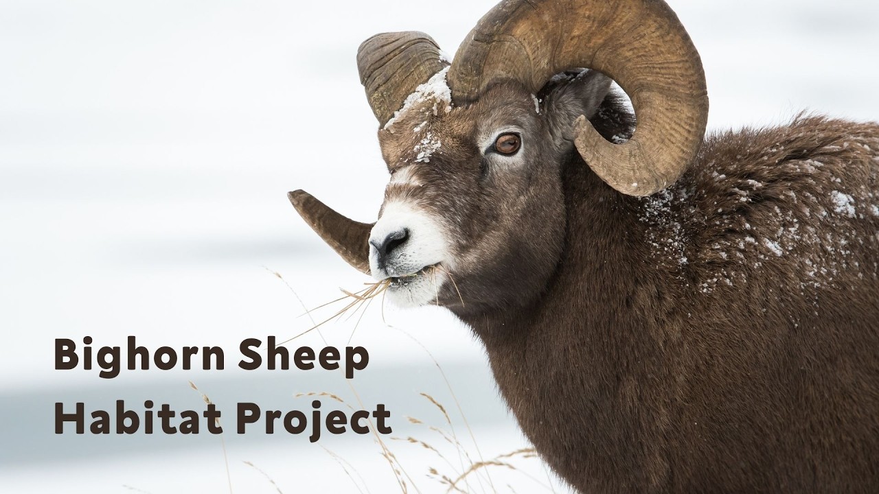 Bighorn Sheep Habitat Project