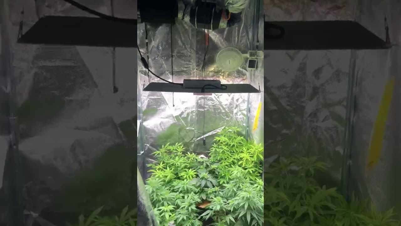 Veg/Auto tent-Jardin DR90