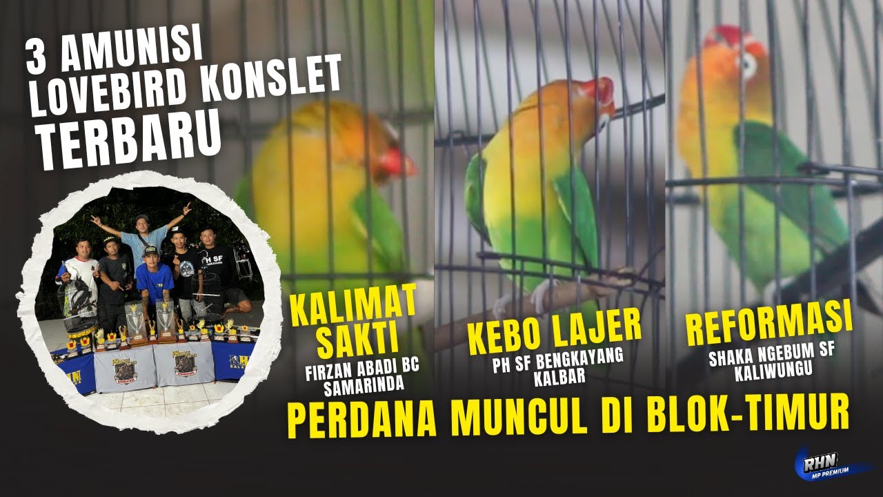 3 LOVEBIRD KONSLET TERBARU,PERDANA MUNCUL DI BLOK-TIMUR