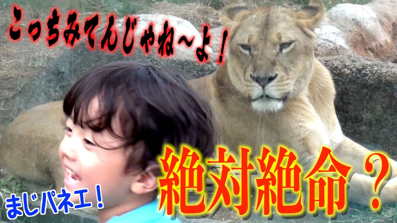 【おでかけ企画】ライオンにメンチ切られてリタ大興奮！w家族揃って動物園にレッツGO！