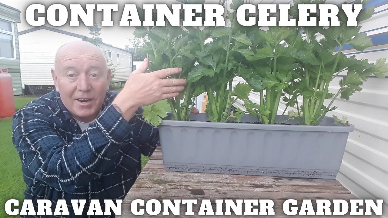 Grow Container Celery [Container Gardening ]