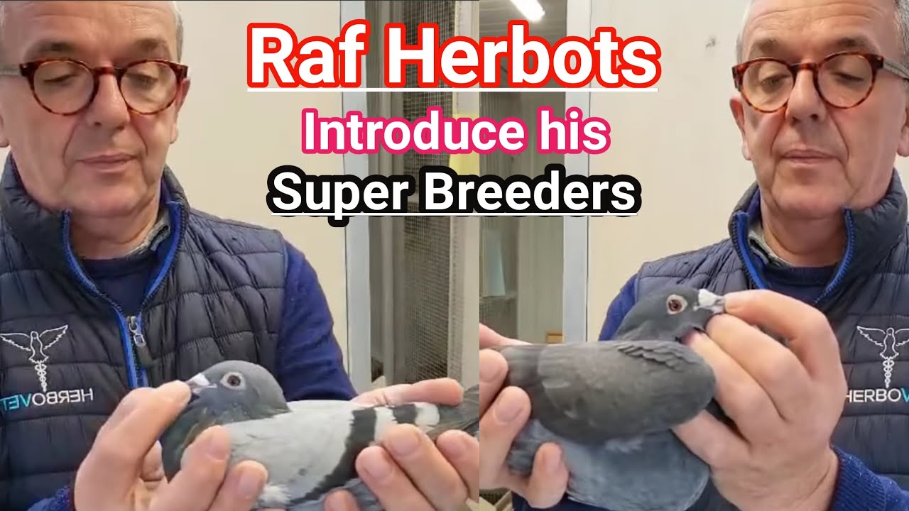 Herbots Pigeons | Raf Herbots shows his all time champions | Racing pigeons