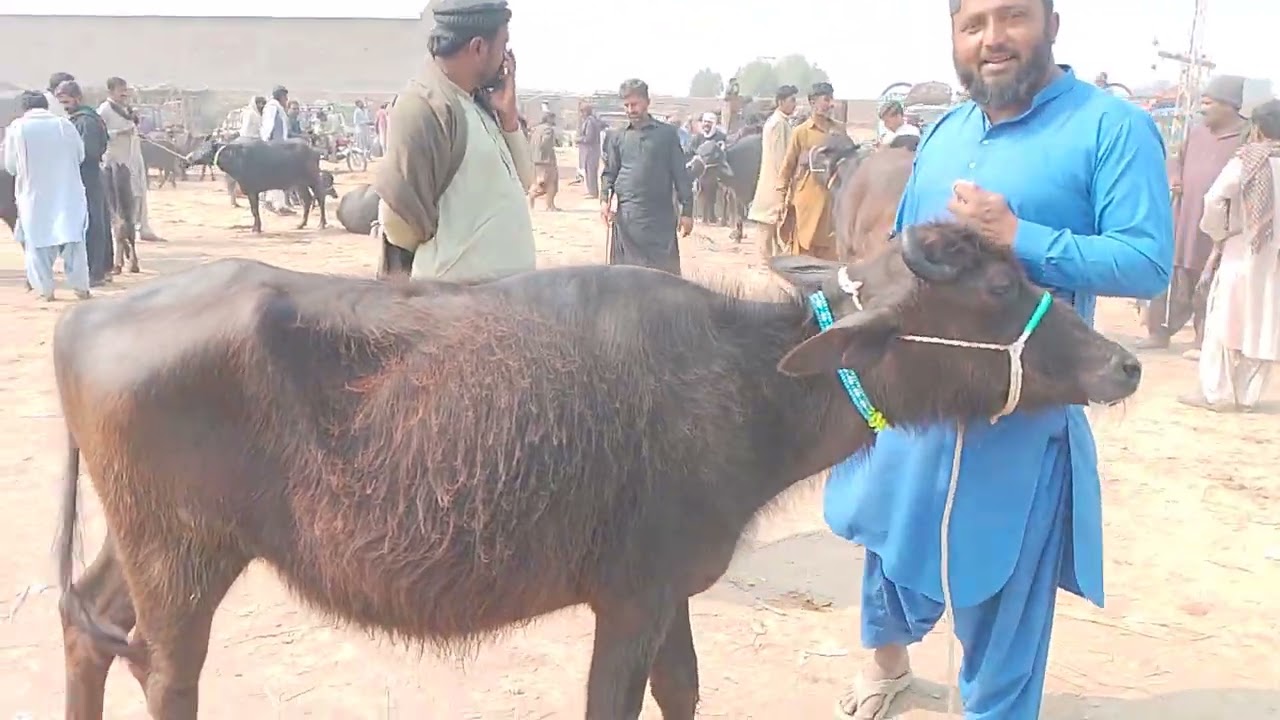 11/2/2026.daur Sindh ki buht famous maveshi mundi sasti mundi sasti rate 