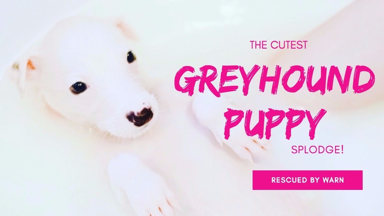 The cutest greyhound puppy!