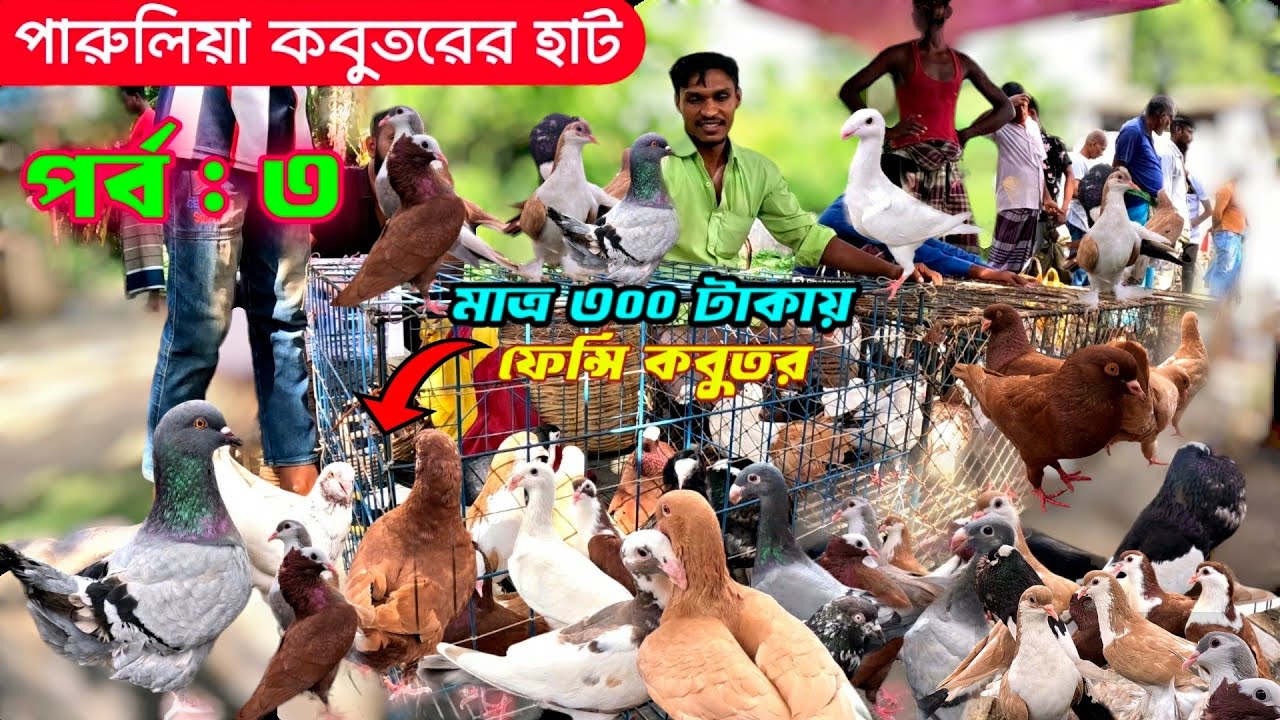 ফেন্সি কবুতরের হাট || kobutor hat 2024 || pigeon market in Bangladesh | paruliya kobutor hat