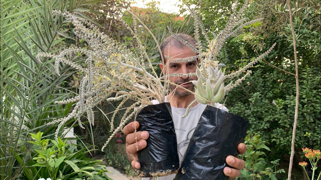 زراعة عشبة القتاد أهم النباتات الطبية التي يجب زراعتها في كل بيت وكيف نحصل على الشتلات والبذور