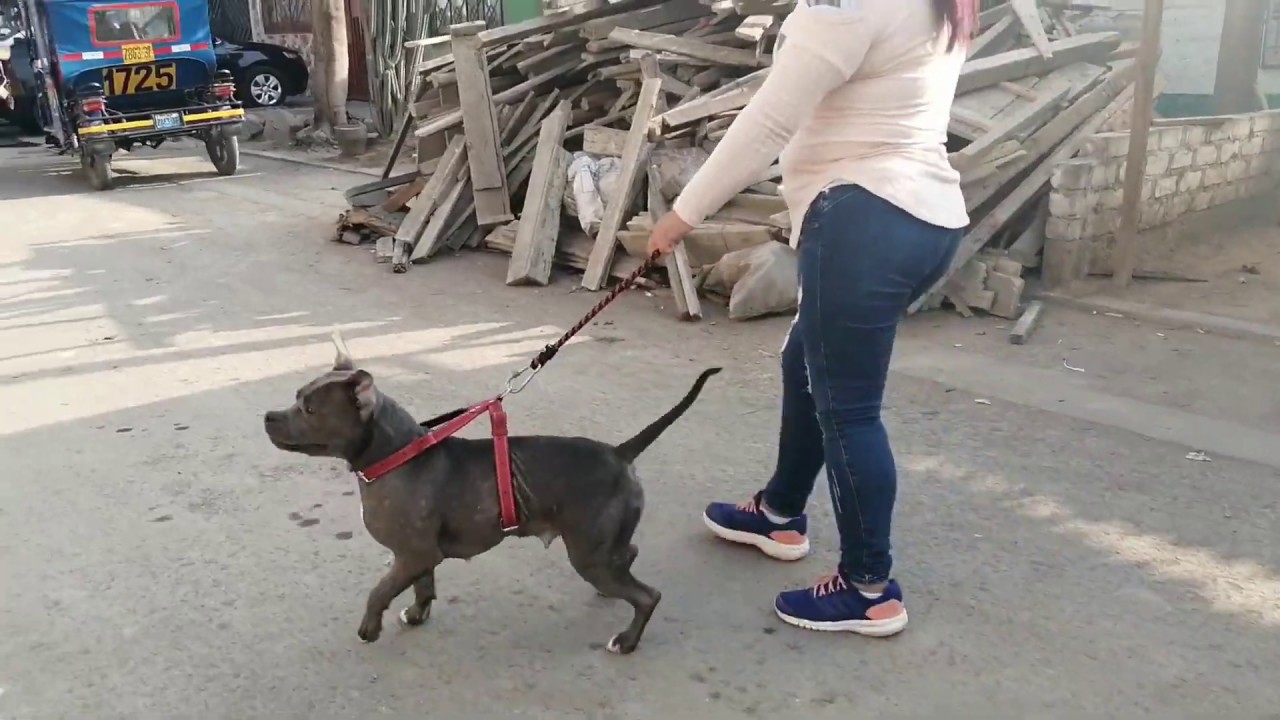 Empezar a entrenar a un perro pitbull desde cero, que no jale de la correa, sentado y quieto