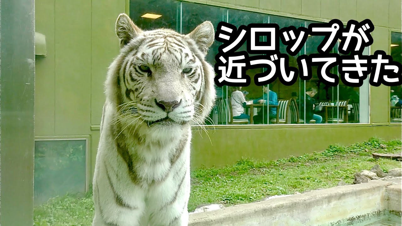 ホワイトタイガー　シロップちゃん　お客さんに近づいてきました【伊豆アニマルキングダム】White tiger Syrup-chan Izu Animal Kingdom