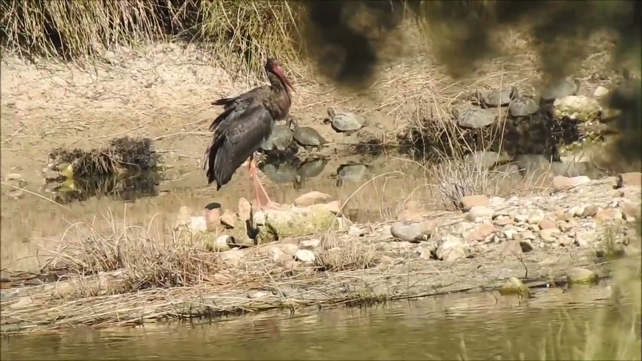 Vídeo  Cigüeña Negra  Embalse de El Pardo 27 de julio de 2025
