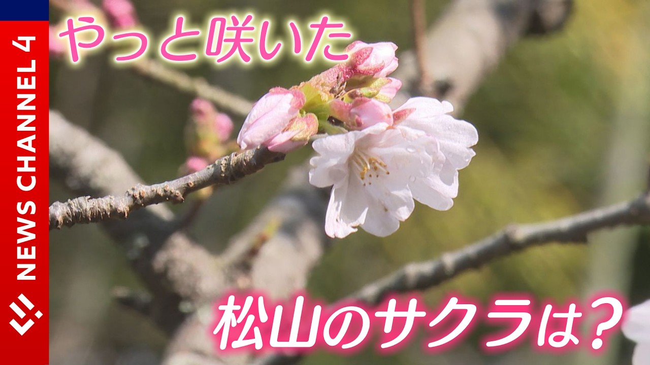 宇和島で開花発表！松山は？＜NEWS CH.4＞
