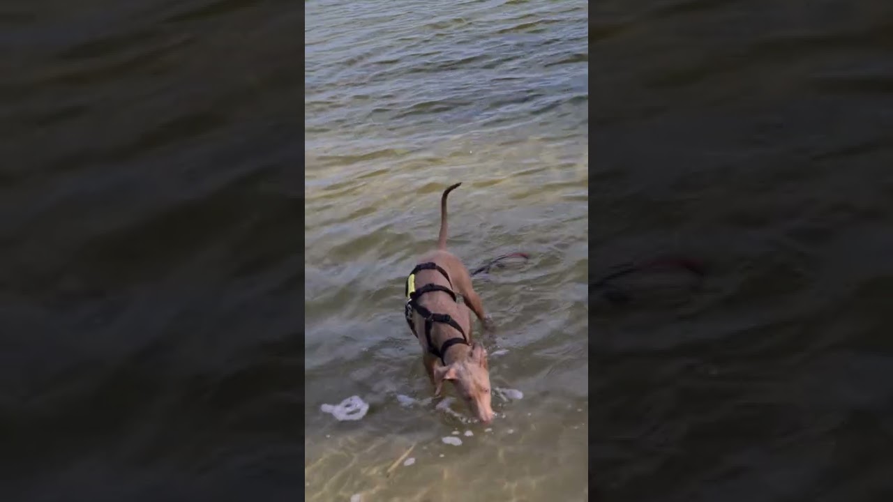 sphoek Jano op het hondenstrand