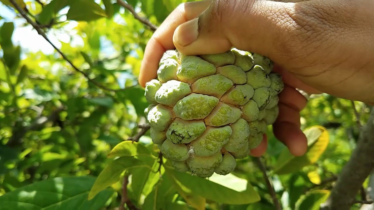 The best stage to harvest Custard apples: A tasty and healthy fruit.