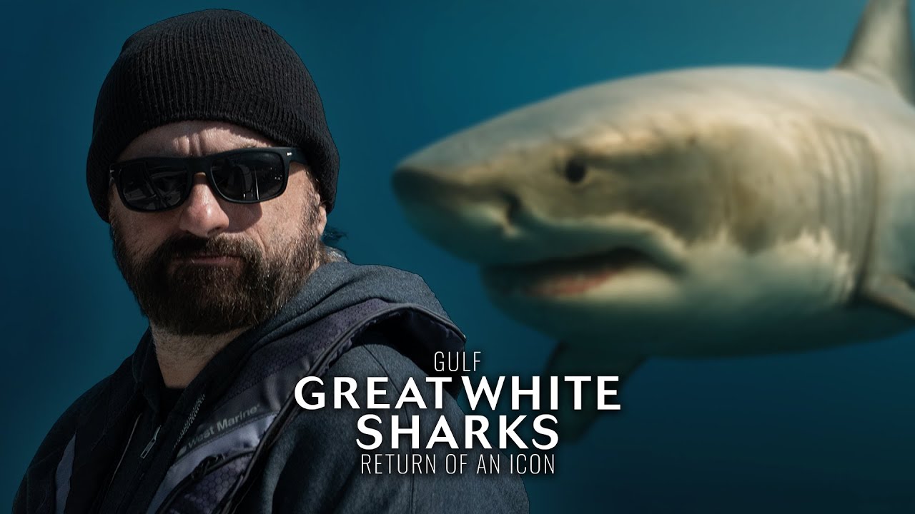 Great White Sharks in the Gulf? 