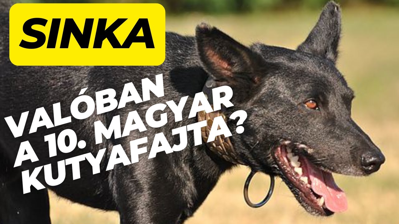 Igaz a hír?  Valóban 10. magyar fajta a sinka?
