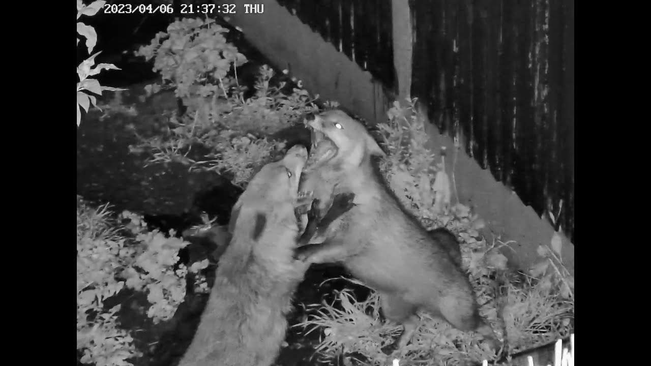 fox fight and then all stayed calm and they carried on.