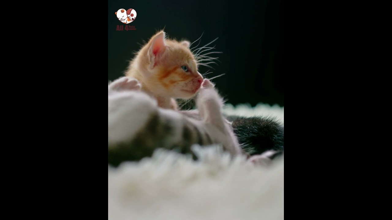 Cute Cat Playing Each Other | All 4 Pets | 4K | Ulta HD