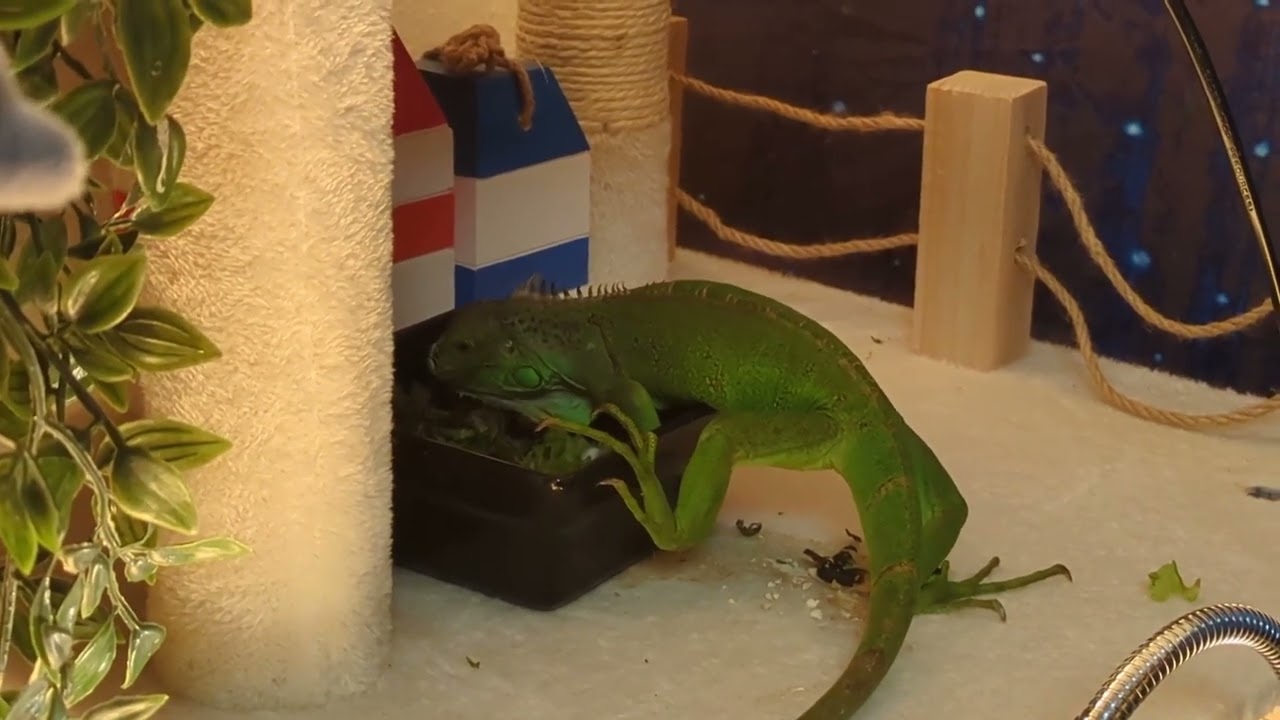 Grüner Leguan am Essen 💛 | 🐍 Viking Reptiles
