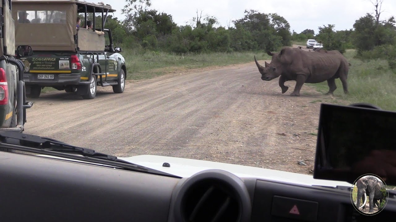 Rhino Family vs Safari Operators In Kruger Park