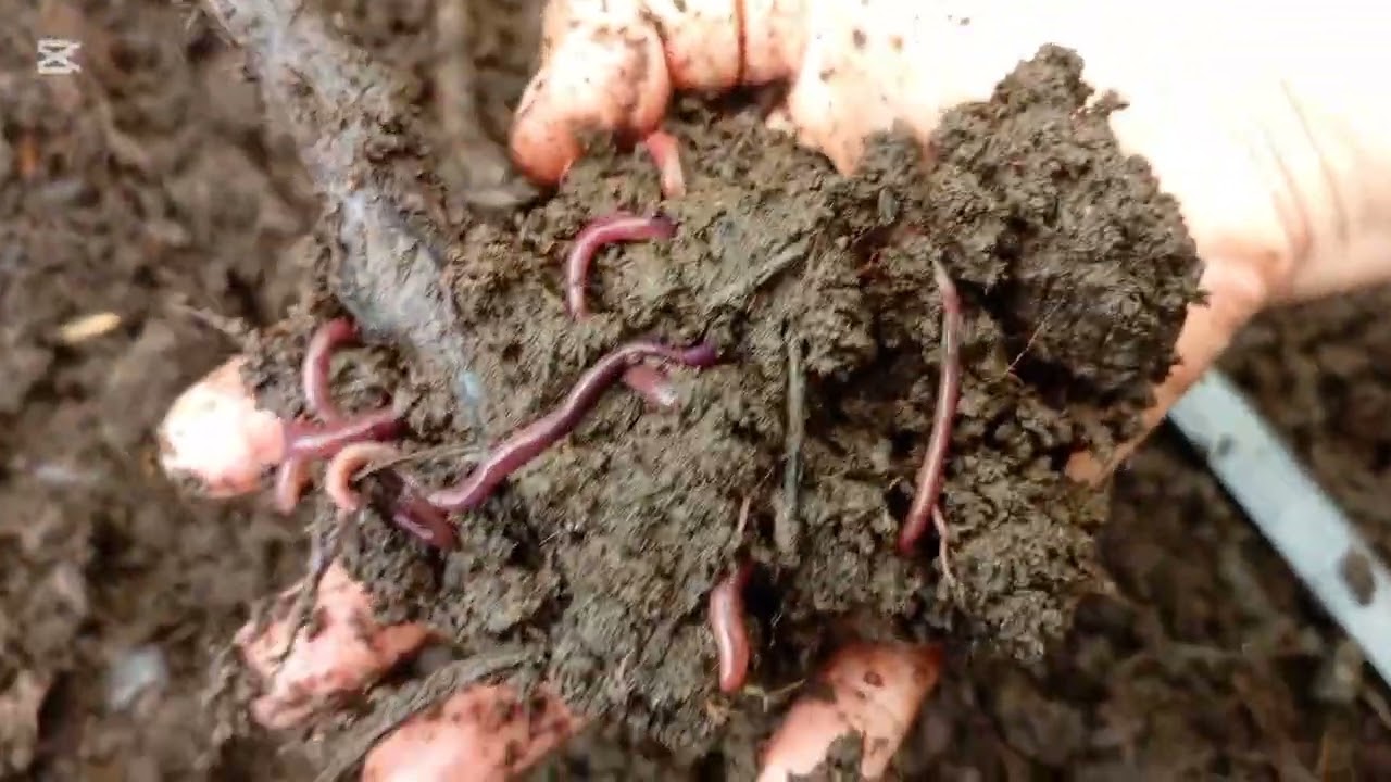 Lombricultura o Vermicultura...avance y crecimiento de la lombriz roja californiana.