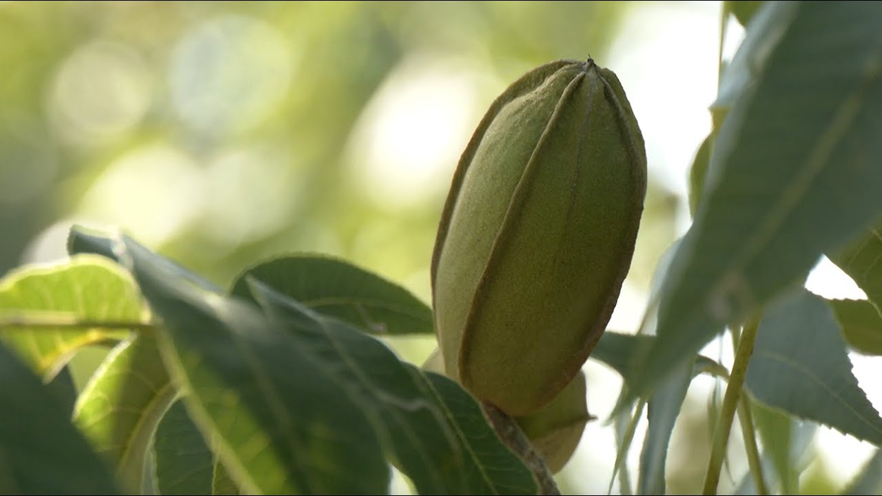 Georgia Pecan Growers Face Tough Season After Heavy Rains | 2025 Harvest Outlook