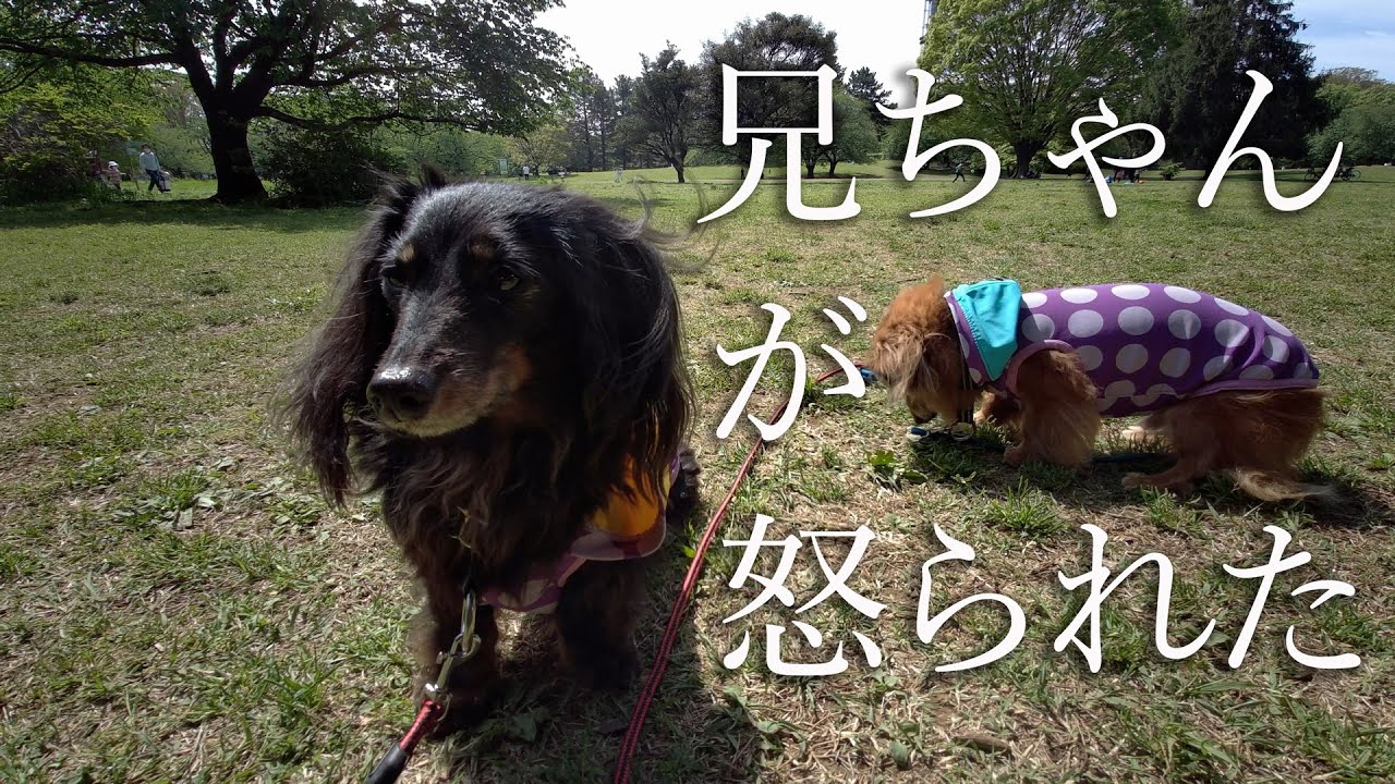 仲良しダックス兄弟の思い出　ソラ兄ちゃんがパパに怒られました