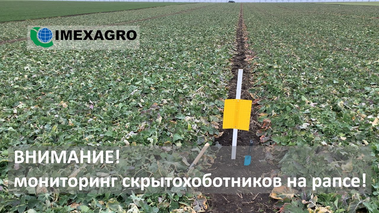 ВНИМАНИЕ! Мониторинг появления скрытохоботников на рапсе!