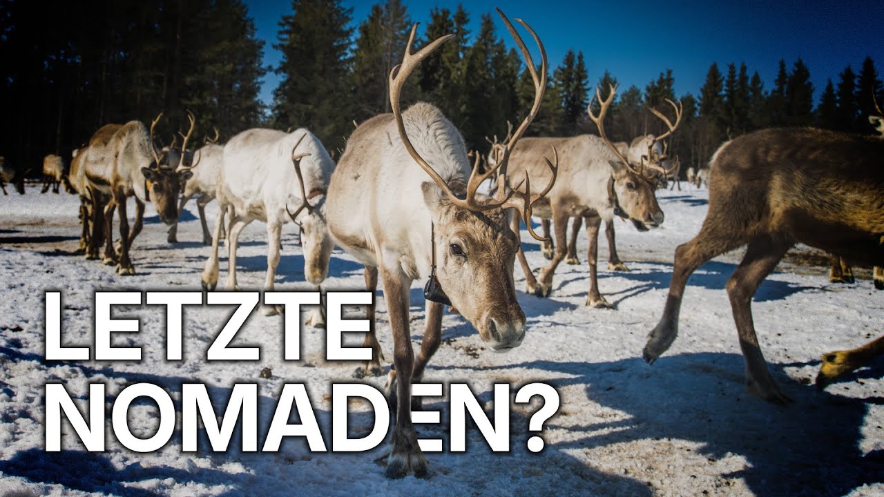 Der Rentier Treck | Tradition in der Arktis