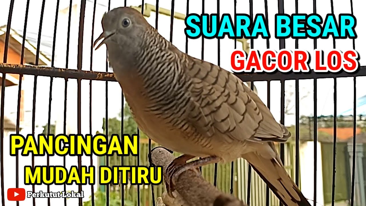Perkutut Lokal Gacor Suara Besar Pancingan Paling Ampuh Langsung Nyaut Gacor #perkutut 