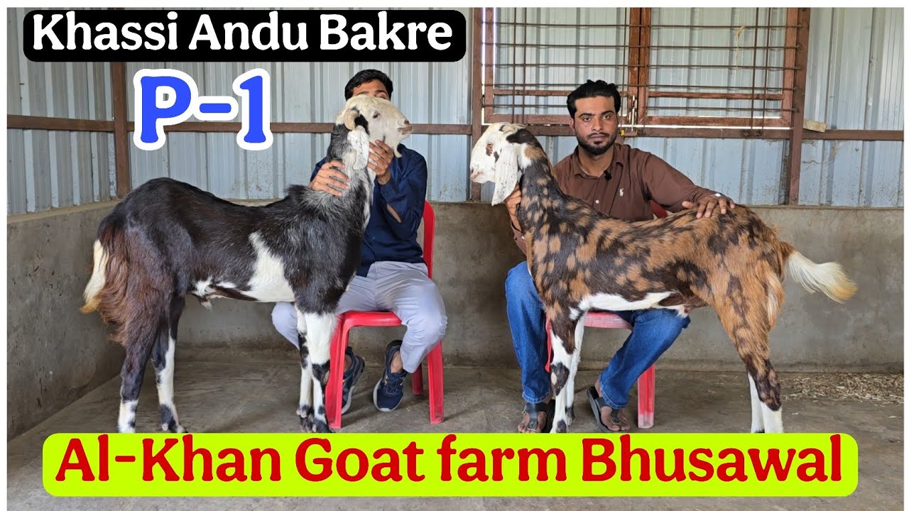 P-1 Al-khan goat farm Lonwadi Bhusawal ke Tagde palti wale Khassi andu Gujri