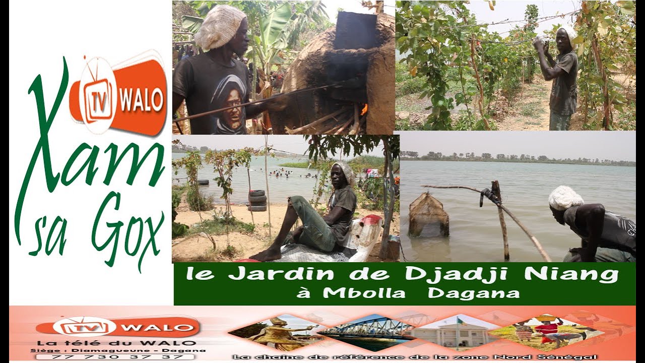 Incroyable le Cacao se cultive à Dagana, découvrez le travail exceptionnel de Djadji Niang