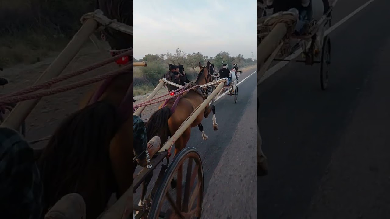 डीडवाना हॉर्स रेस  तूफान घोड़ा विनर 10 किलोमीटर 