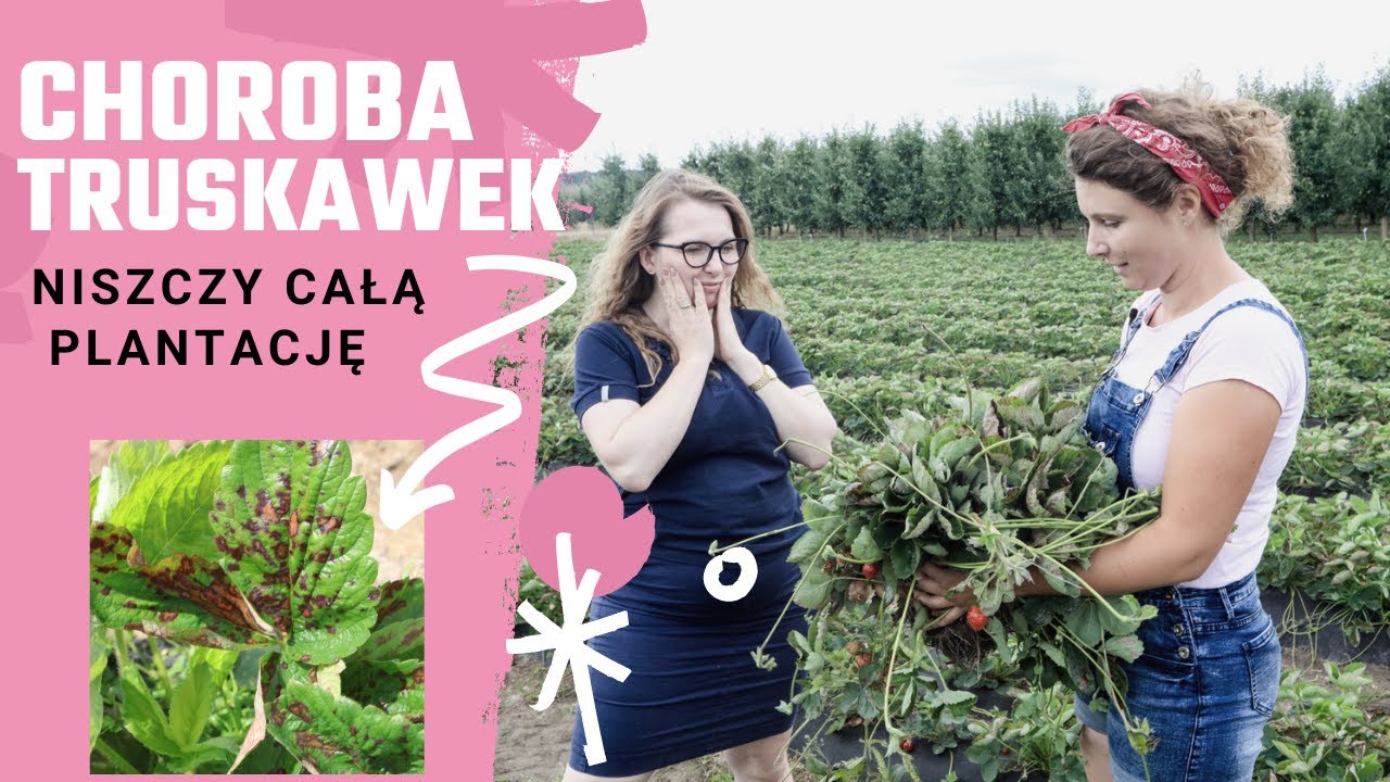 Choroba niszczy całą plantację truskawek. Szukamy przyczyny